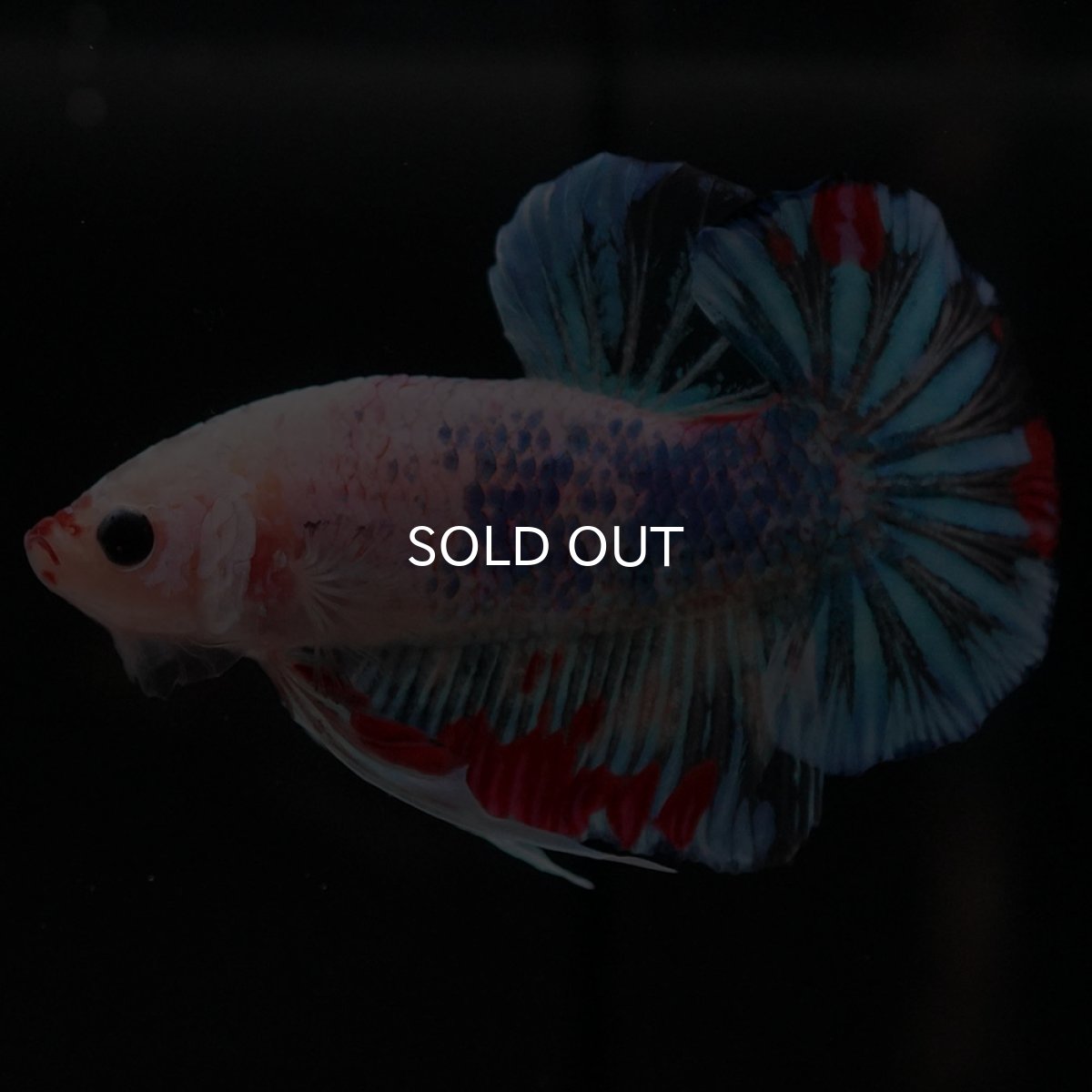 画像7: HMPK ファンシークリア (7)