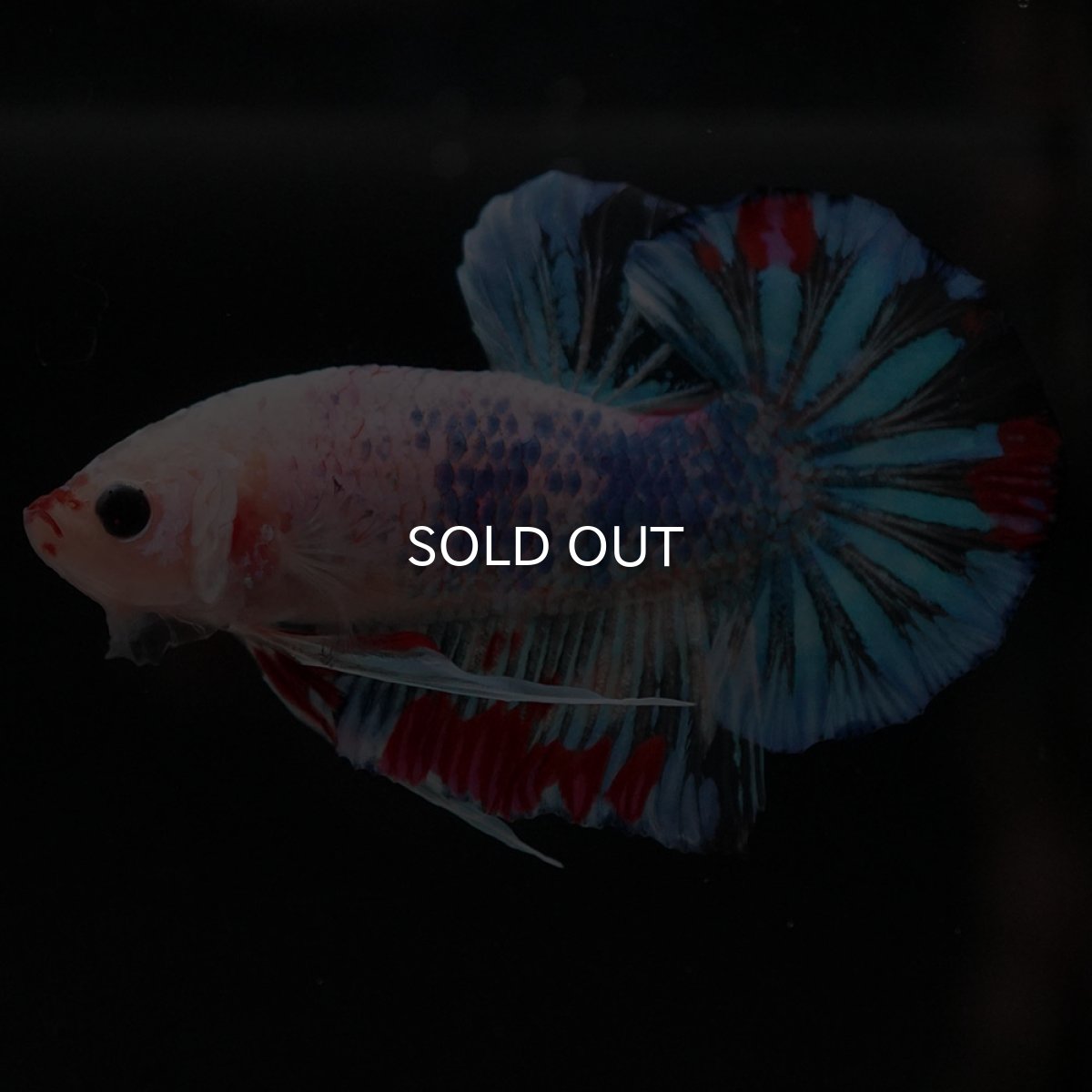 画像2: HMPK ファンシークリア (2)