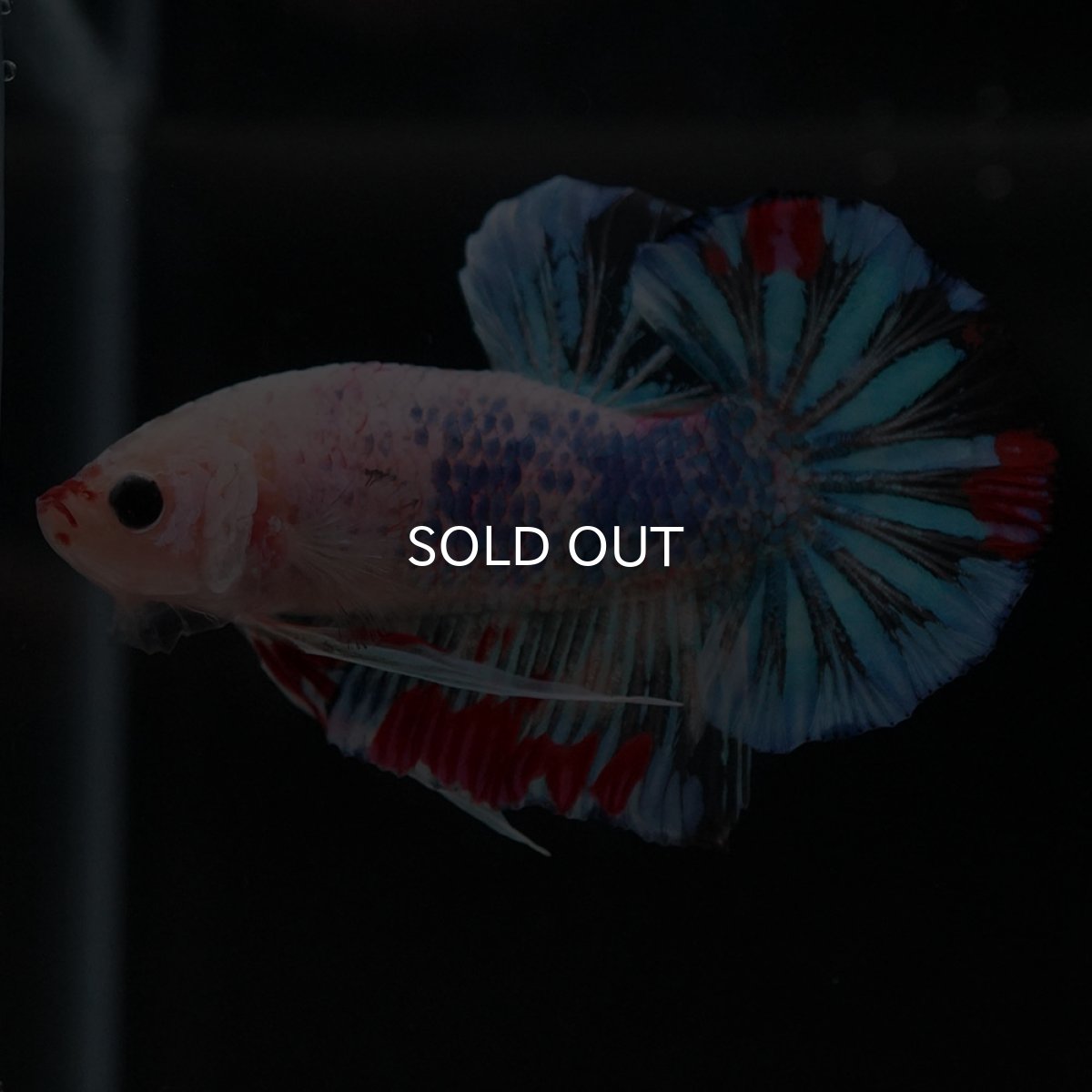 画像5: HMPK ファンシークリア (5)