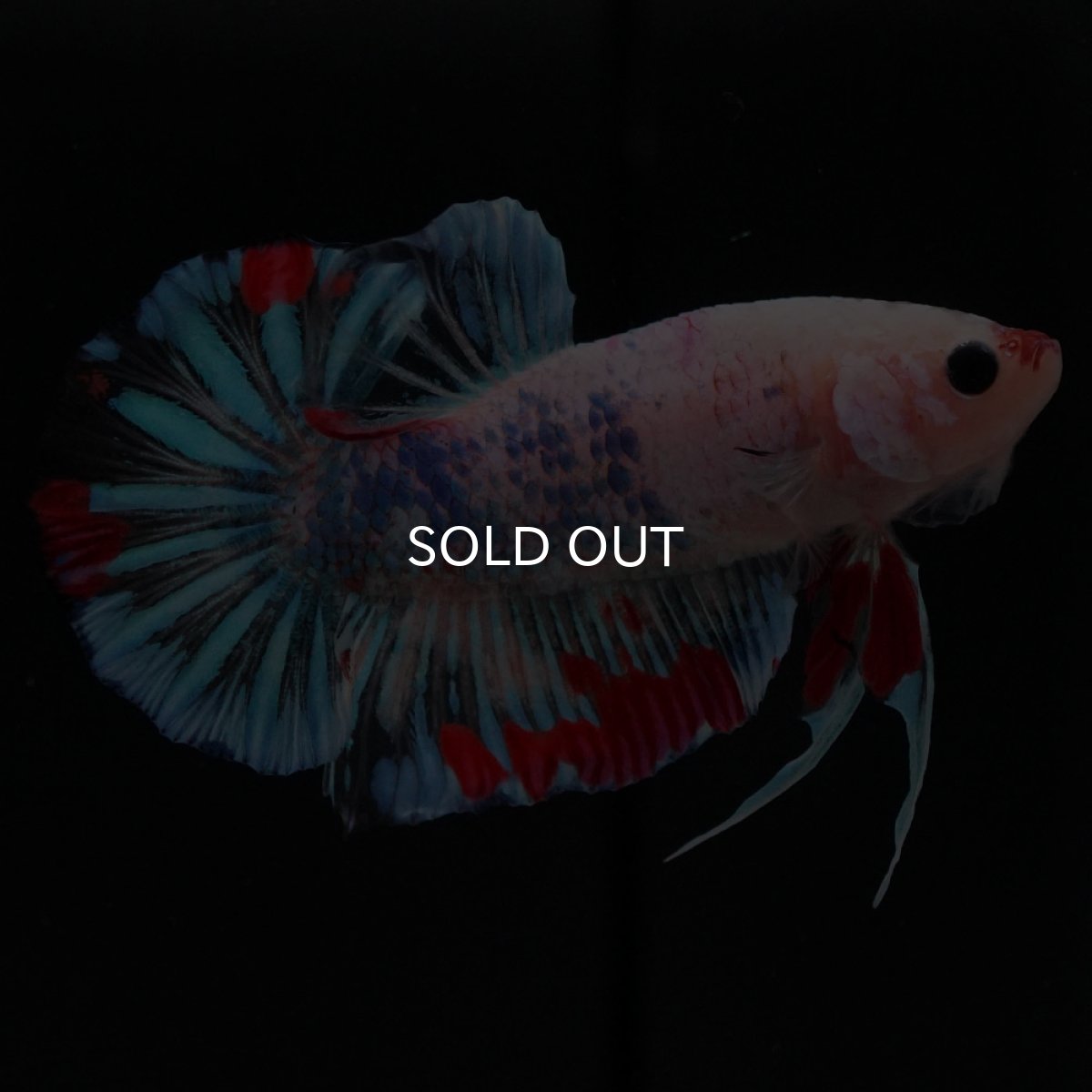 画像4: HMPK ファンシークリア (4)