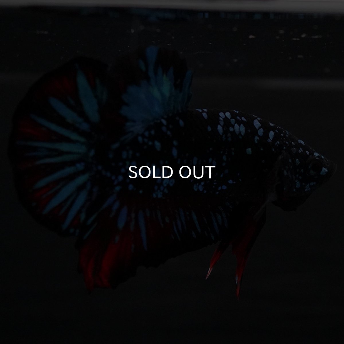 画像10: HMPK ブラックスター (10)