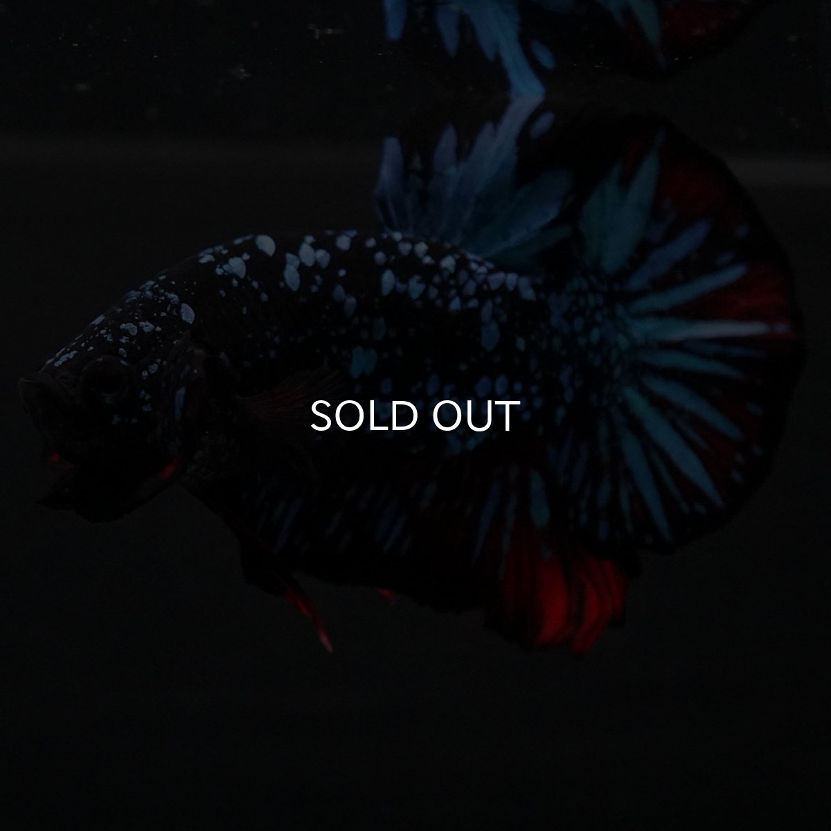 画像7: HMPK ブラックスター (7)