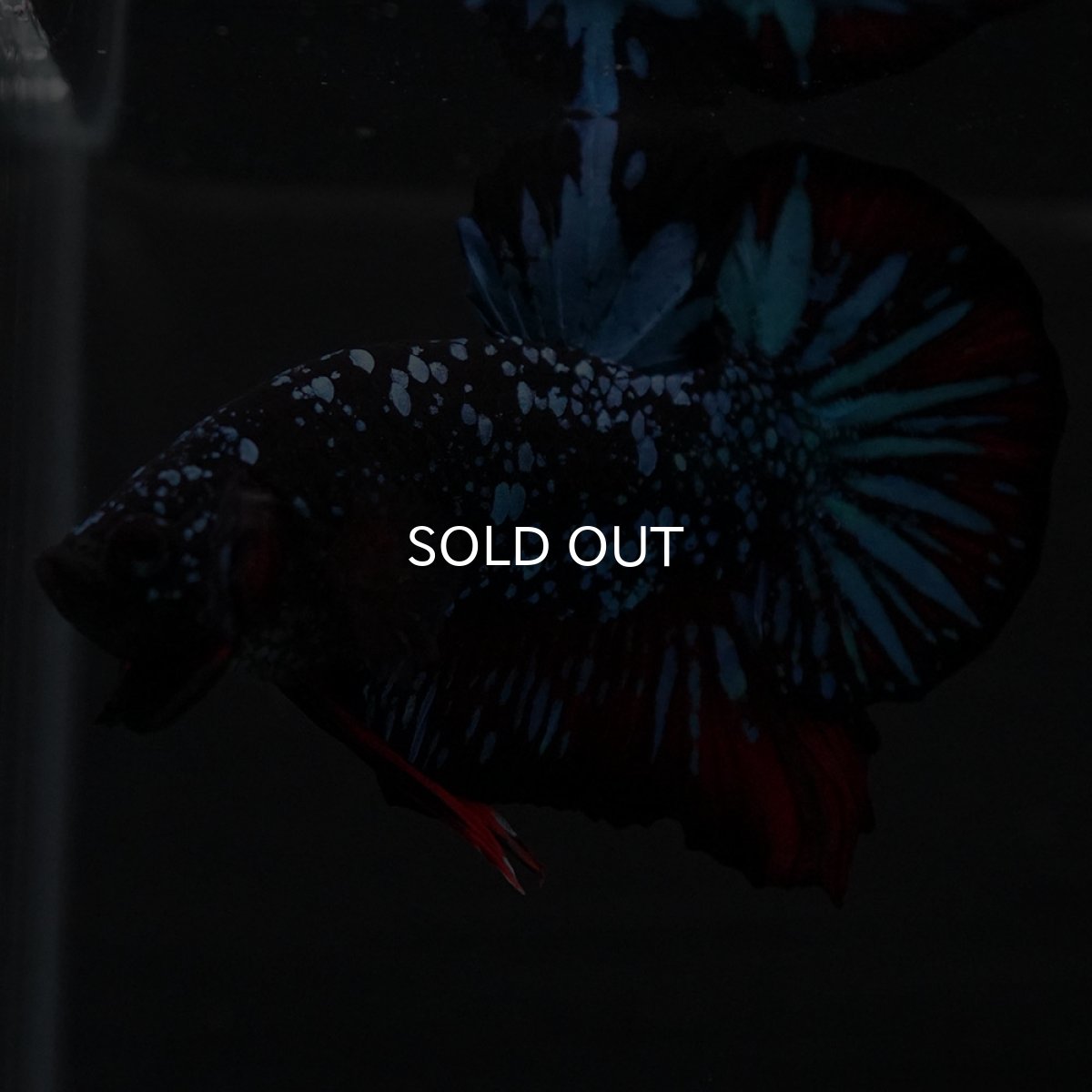 画像9: HMPK ブラックスター (9)