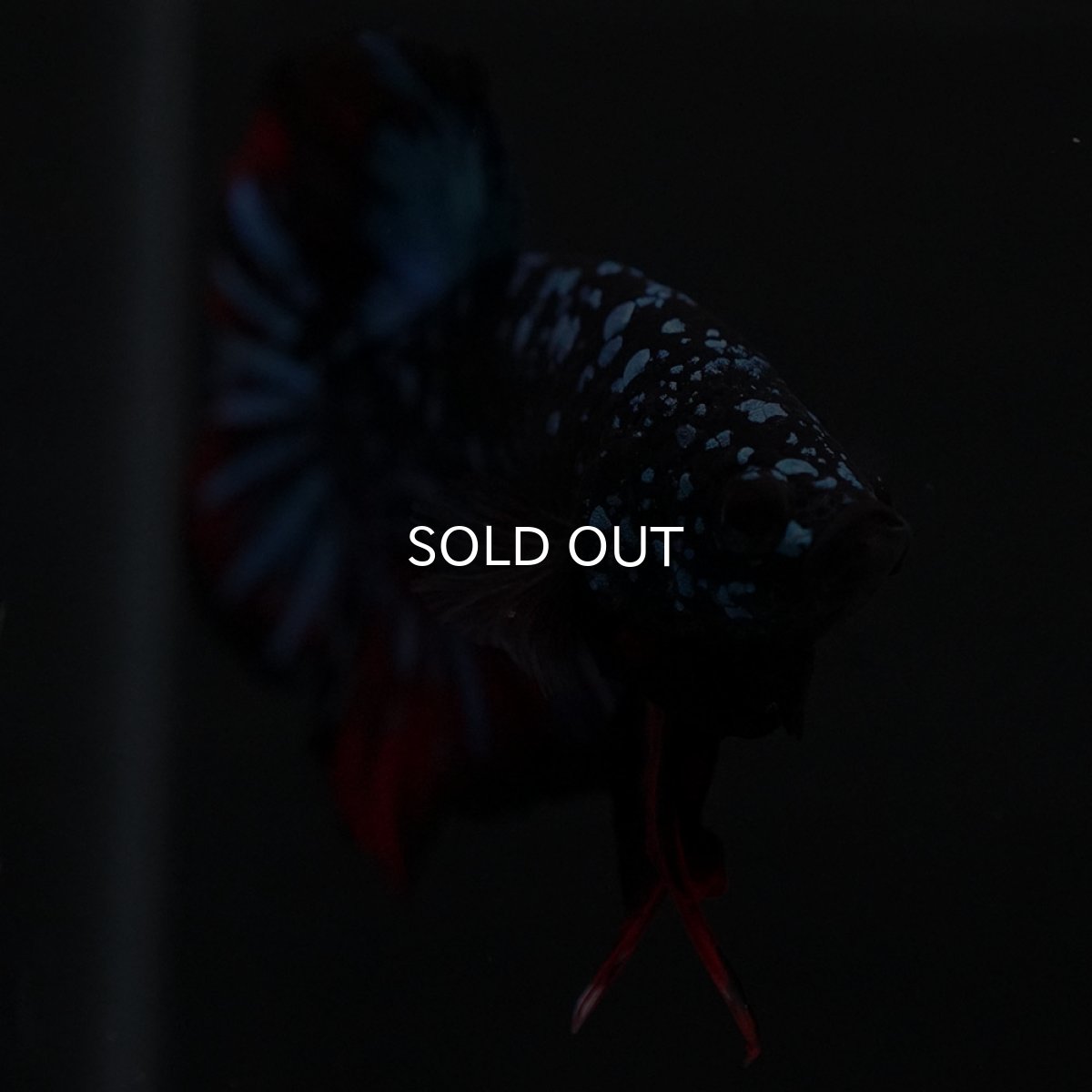 画像3: HMPK ブラックスター (3)