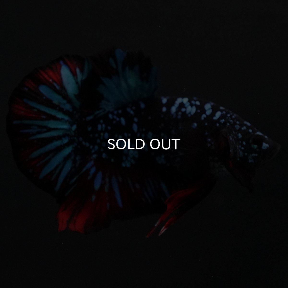 画像6: HMPK ブラックスター (6)