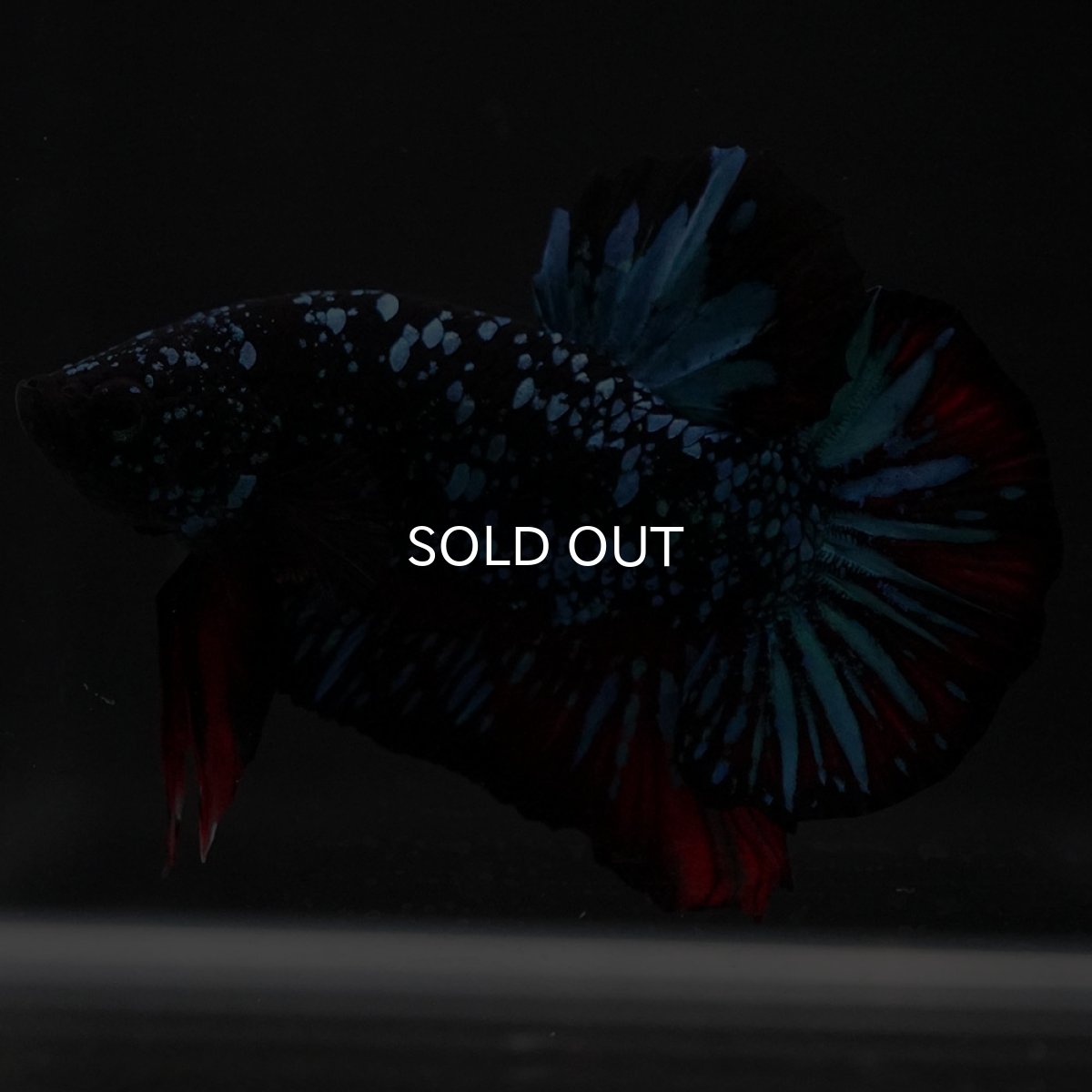 画像5: HMPK ブラックスター (5)