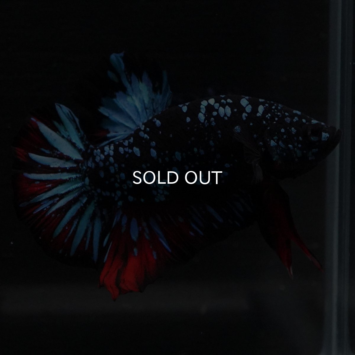 画像4: HMPK ブラックスター (4)