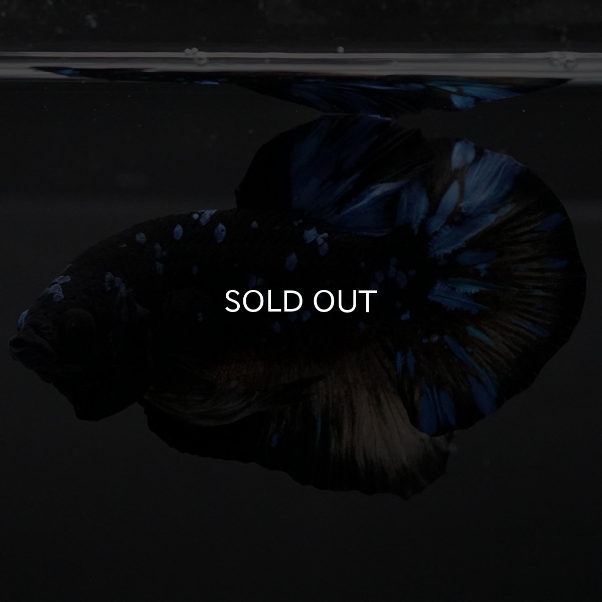 画像5: HMPK イエローブラックスター (5)