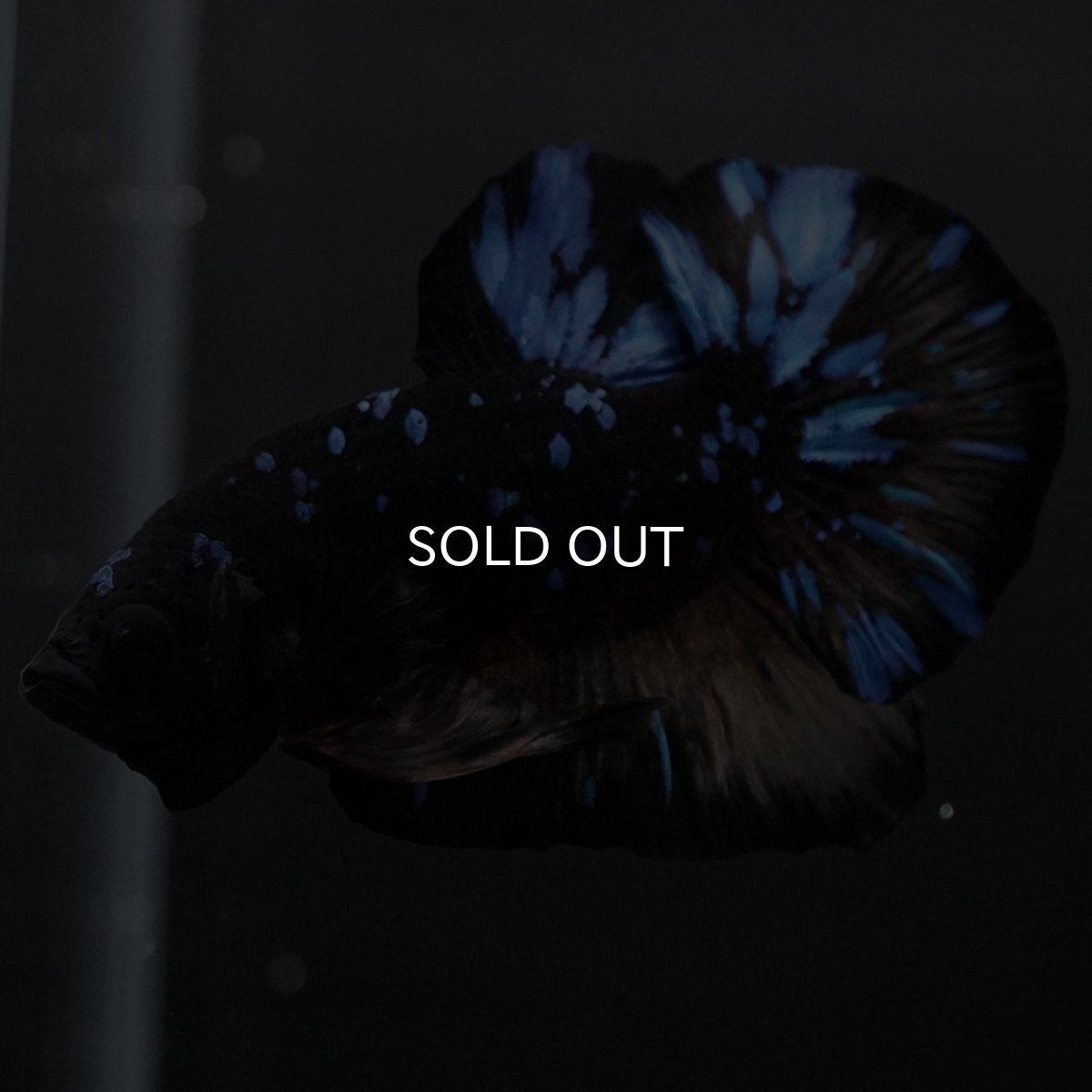 画像3: HMPK イエローブラックスター (3)