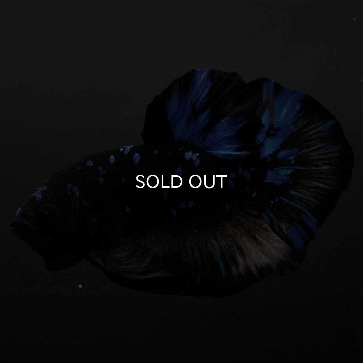 画像8: HMPK イエローブラックスター (8)