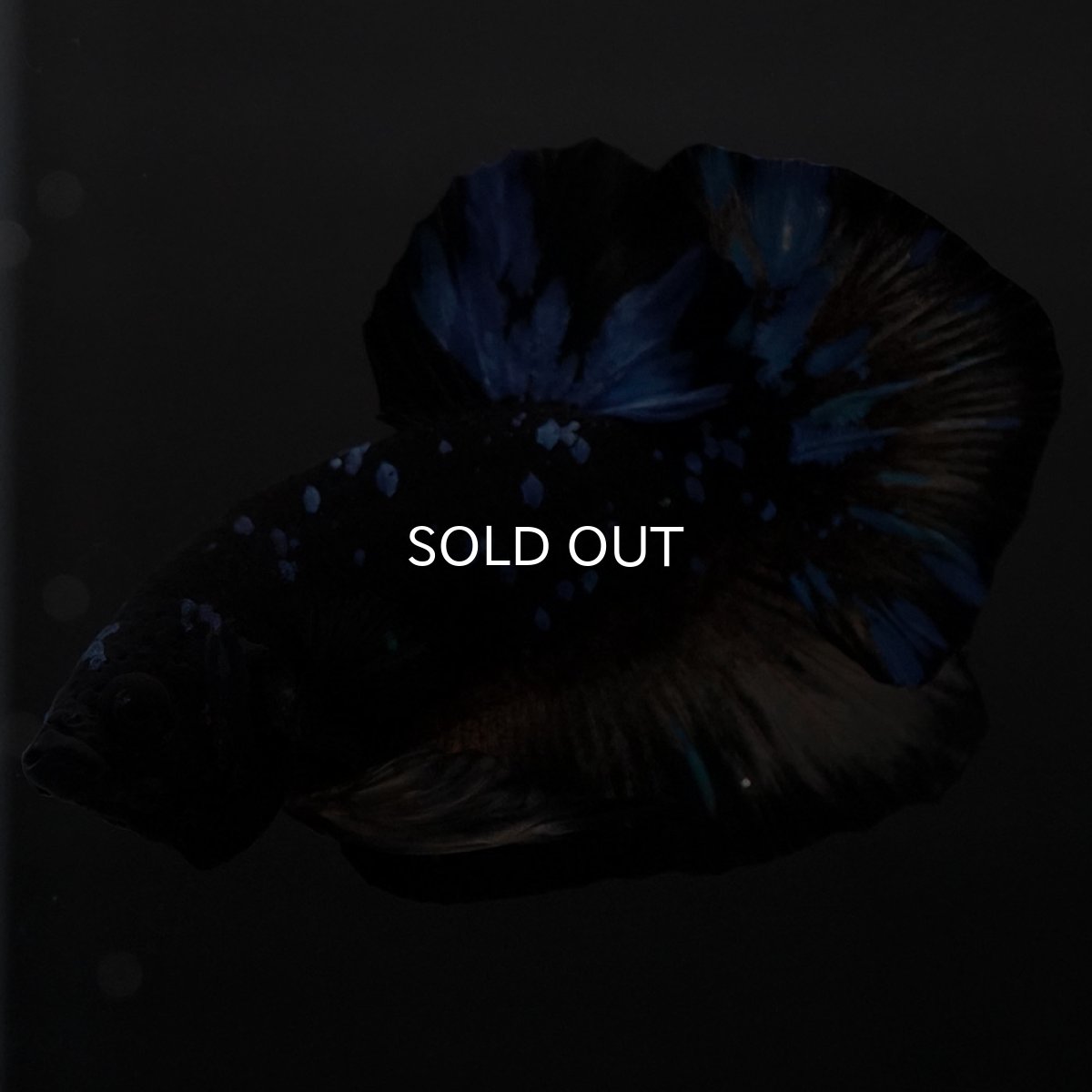 画像7: HMPK イエローブラックスター (7)