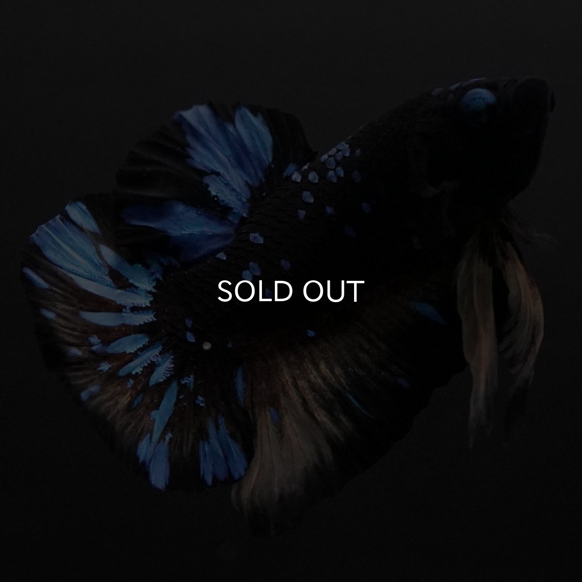 画像4: HMPK イエローブラックスター (4)