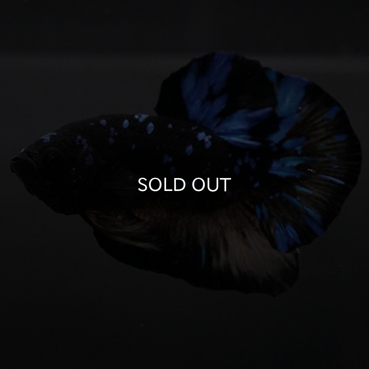 画像6: HMPK イエローブラックスター (6)