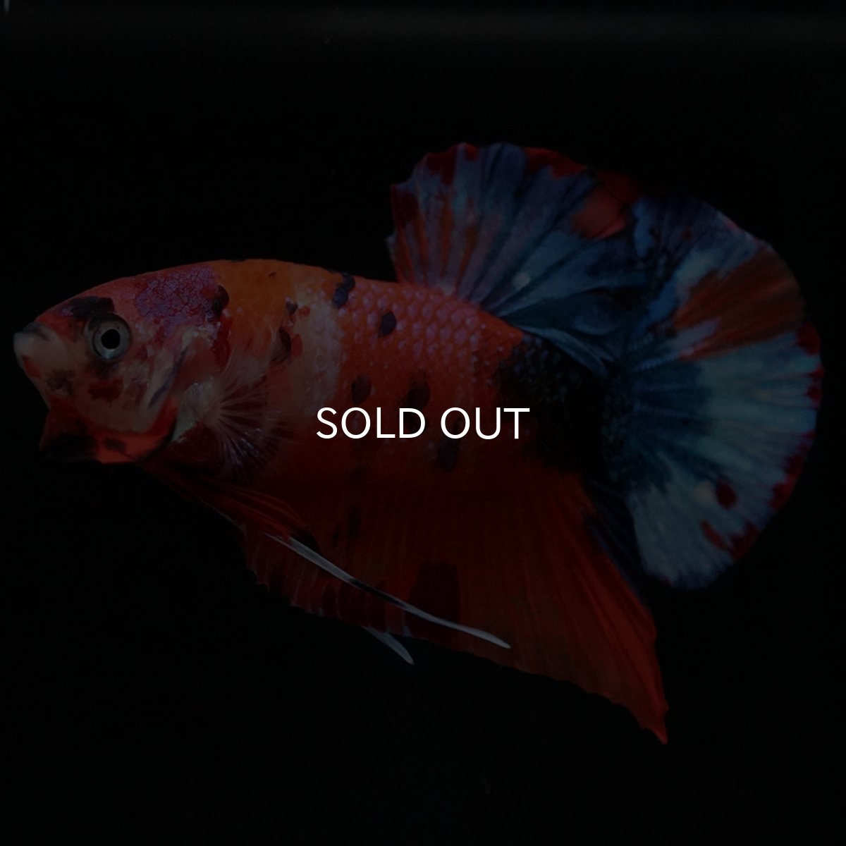 画像2: HMPK キャンディ (2)