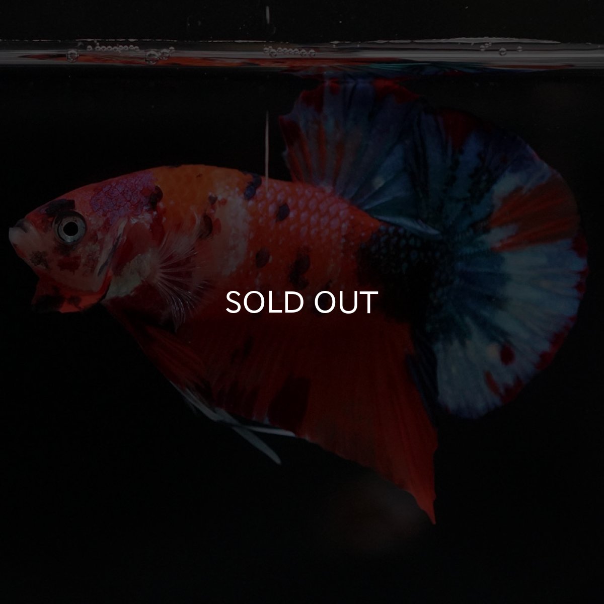 画像6: HMPK キャンディ (6)