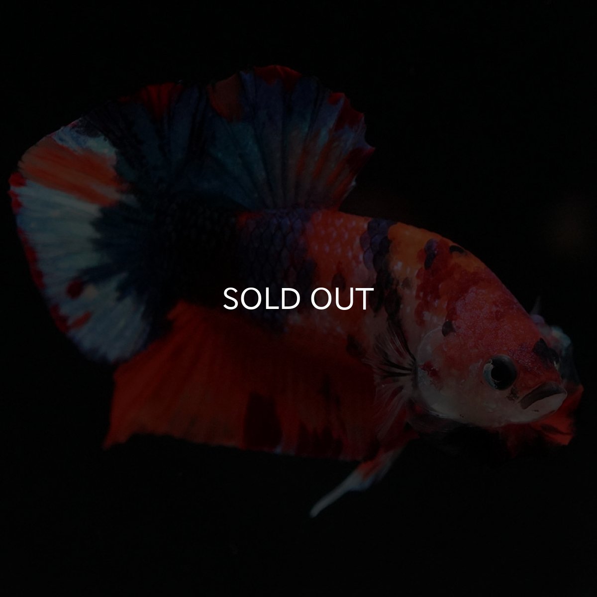 画像7: HMPK キャンディ (7)