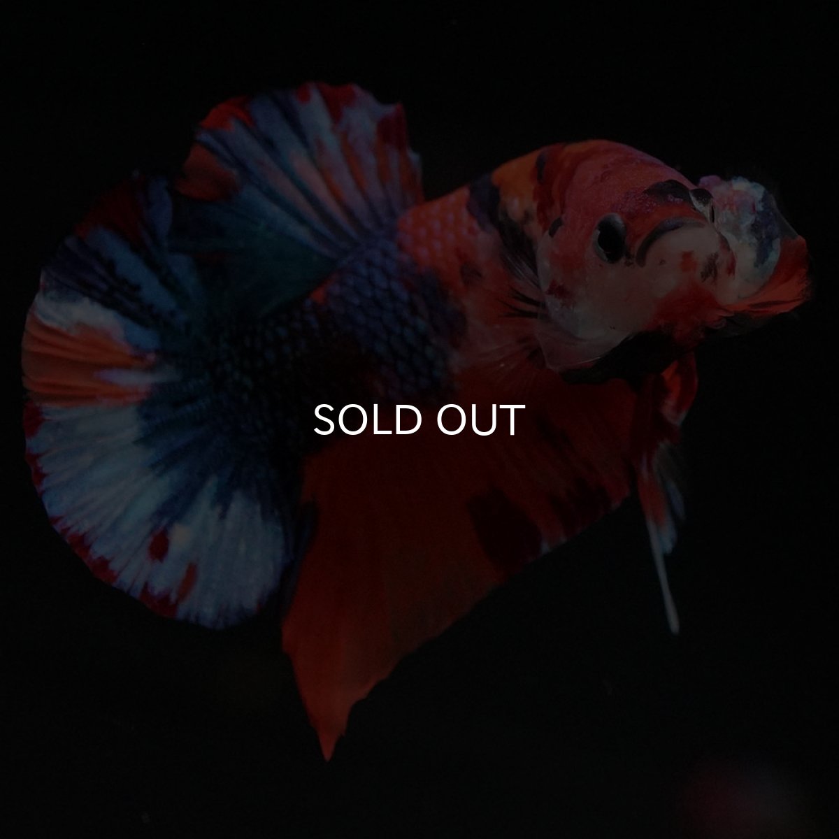 画像5: HMPK キャンディ (5)