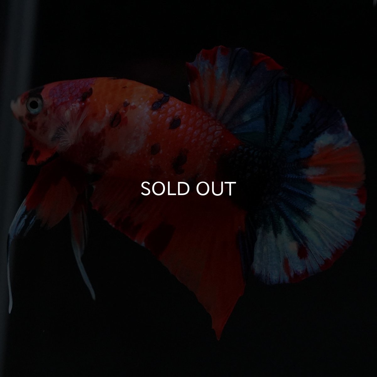 画像4: HMPK キャンディ (4)