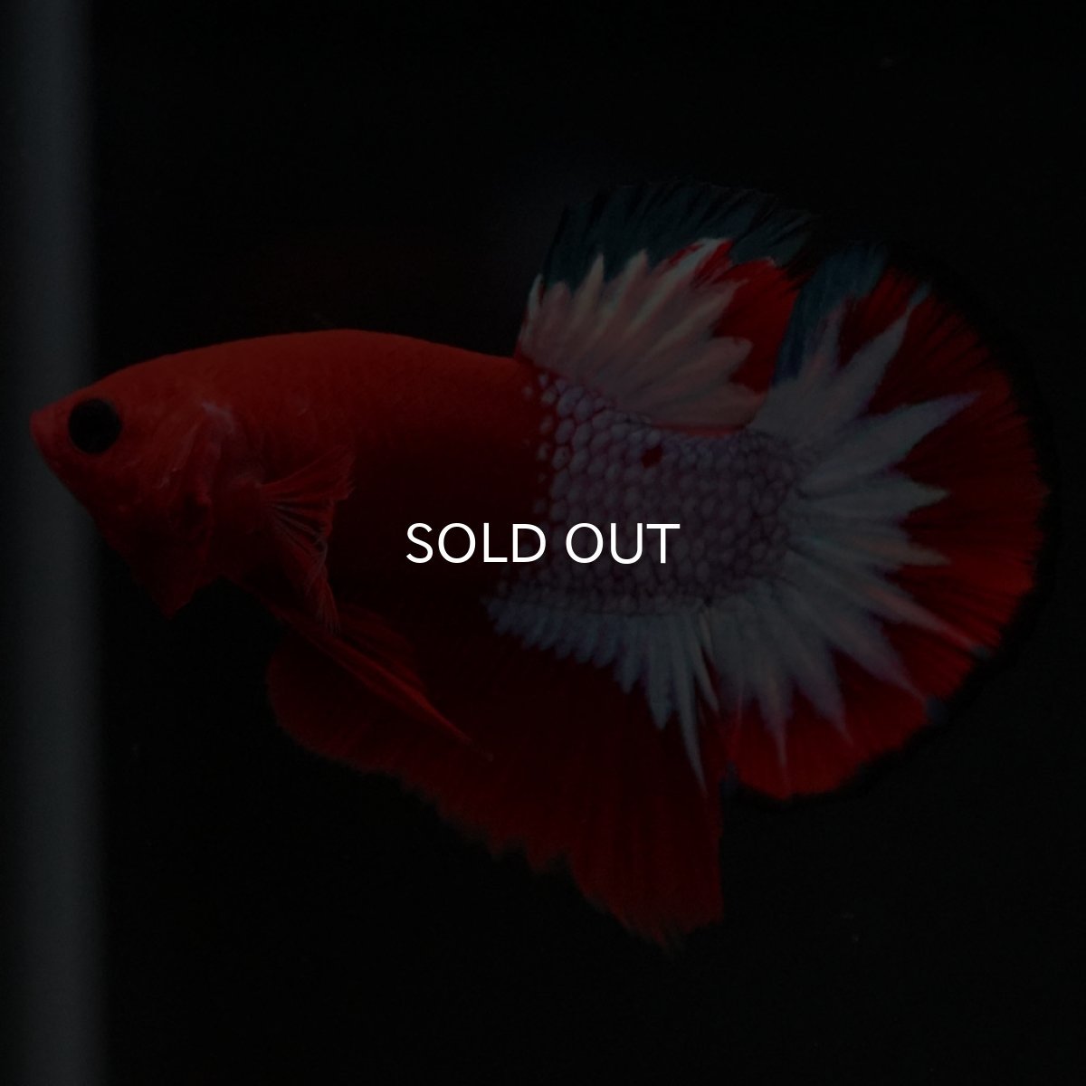 画像10: HMPK ヘルボーイ (10)