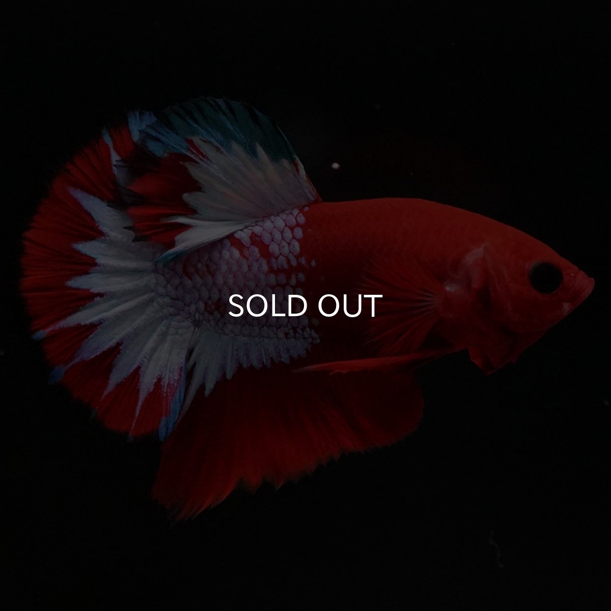 画像6: HMPK ヘルボーイ (6)