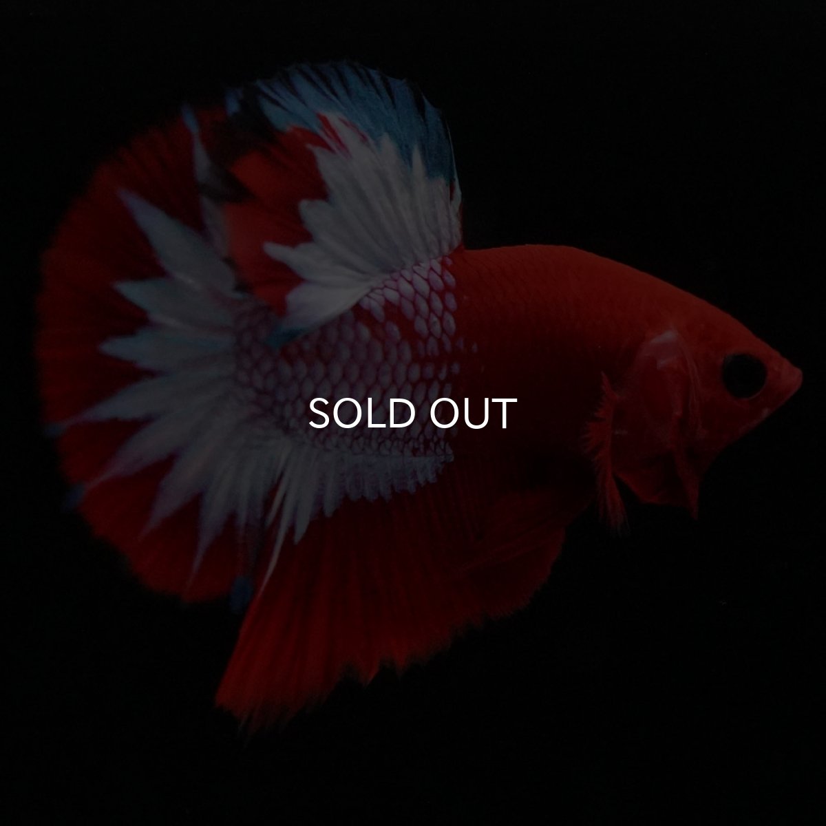 画像8: HMPK ヘルボーイ (8)