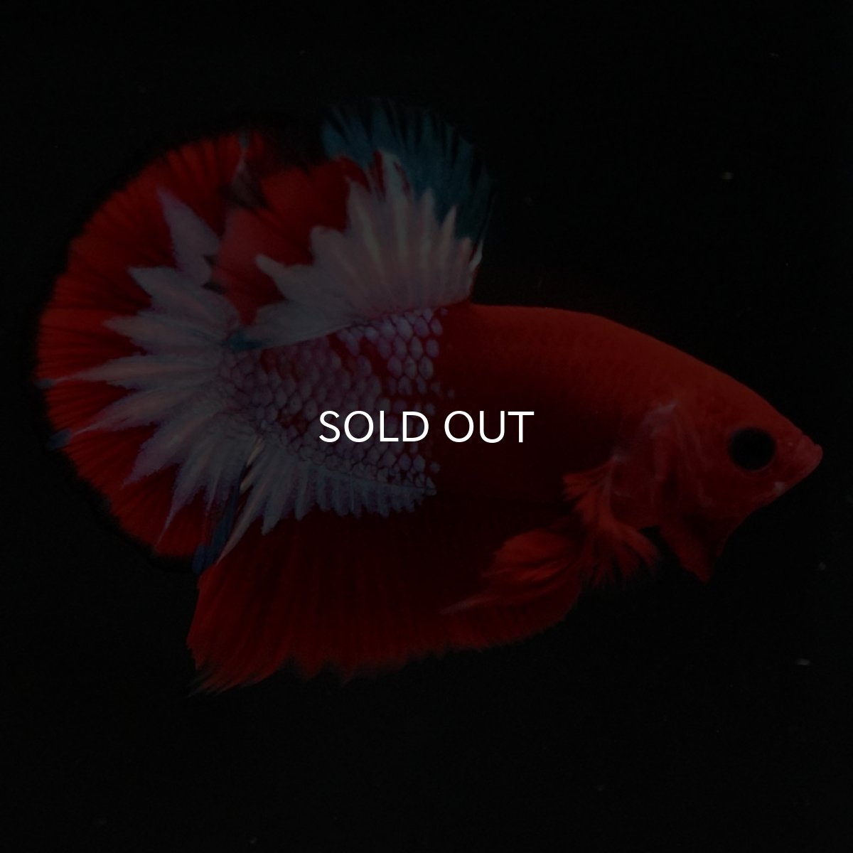 画像4: HMPK ヘルボーイ (4)