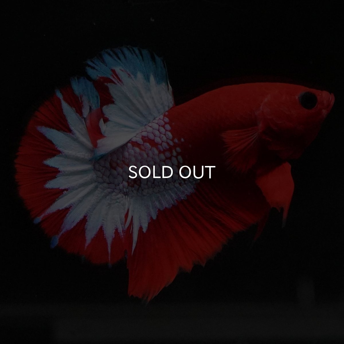 画像2: HMPK ヘルボーイ (2)