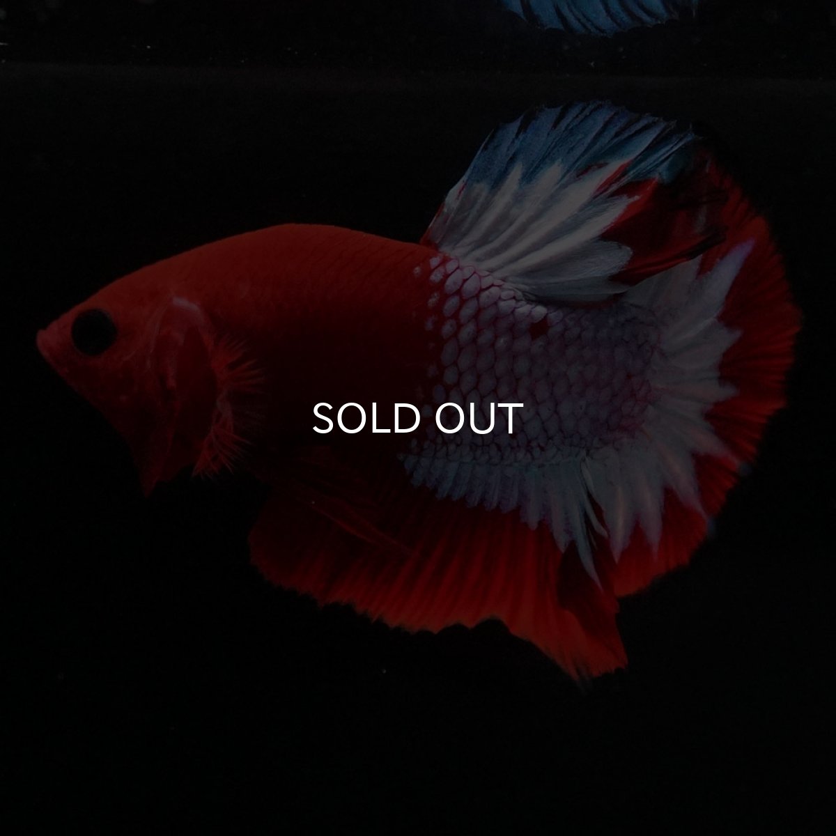 画像7: HMPK ヘルボーイ (7)