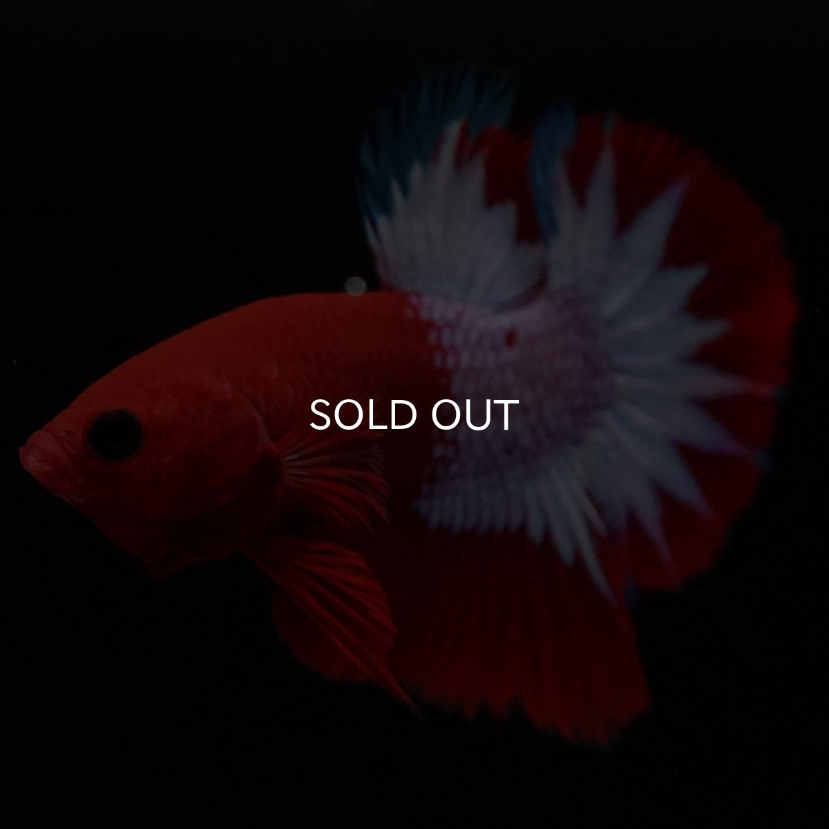 画像9: HMPK ヘルボーイ (9)