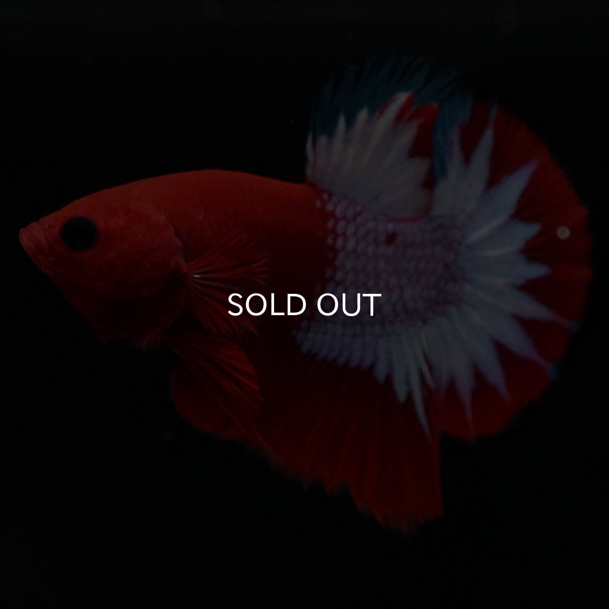 画像5: HMPK ヘルボーイ (5)