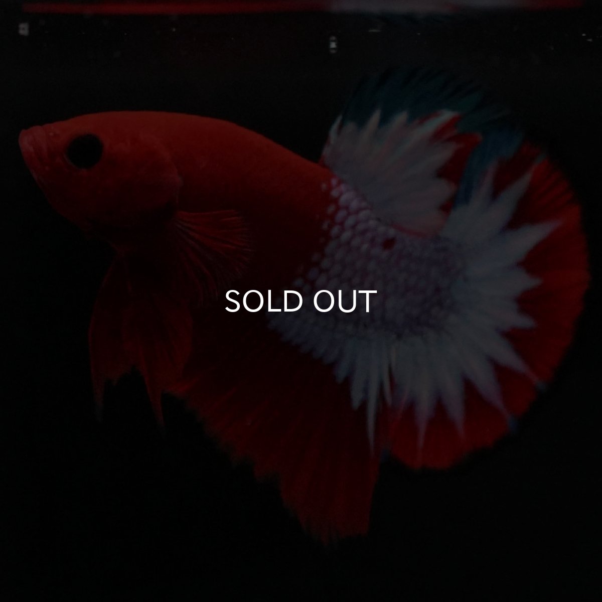 画像3: HMPK ヘルボーイ (3)