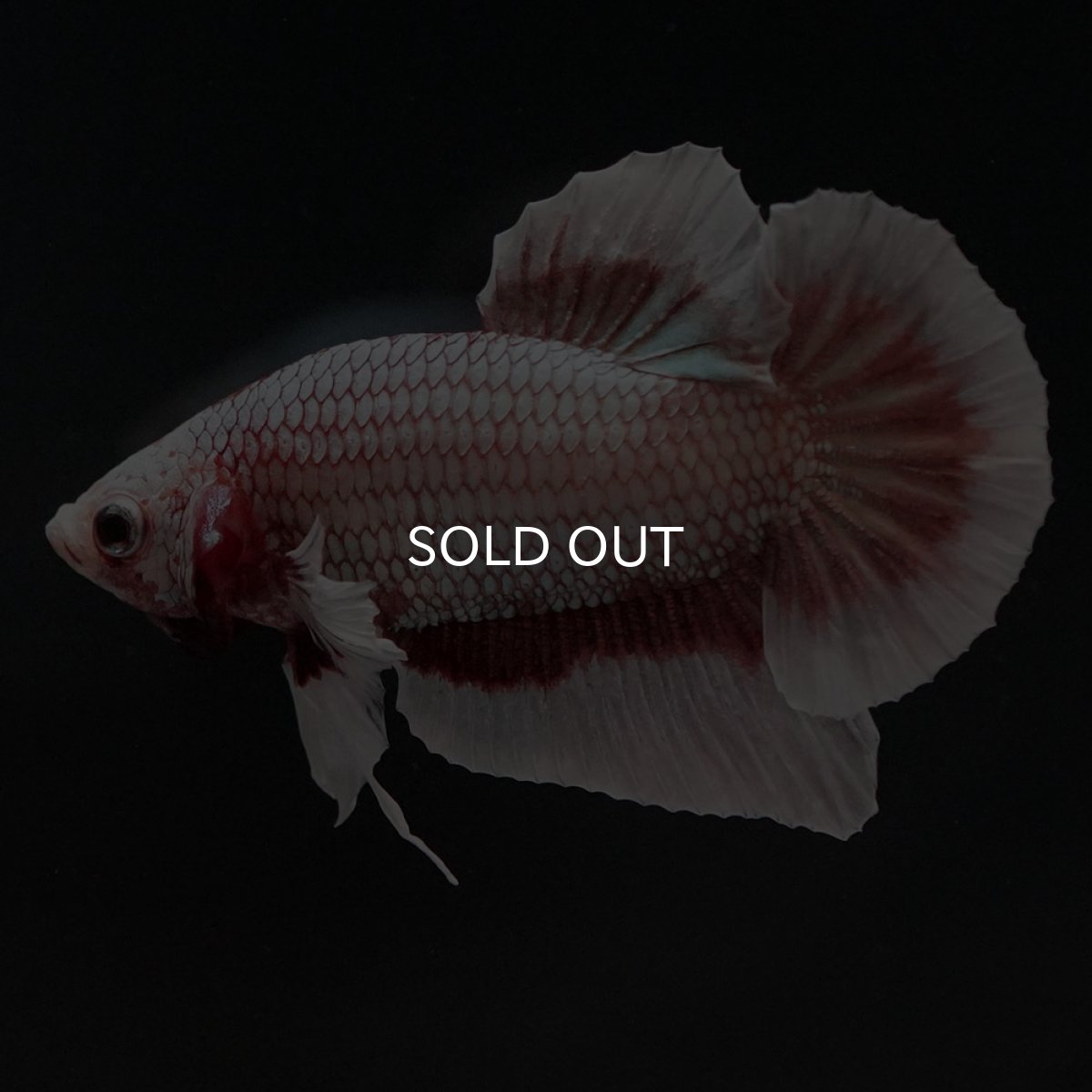 画像8: HMPK ラベンダーバタフライ (8)