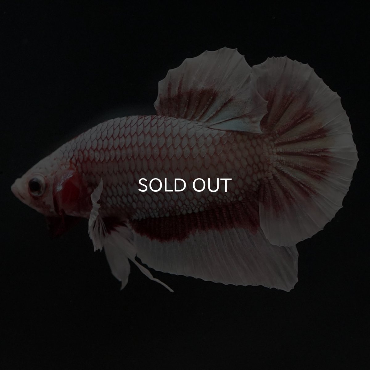 画像6: HMPK ラベンダーバタフライ (6)