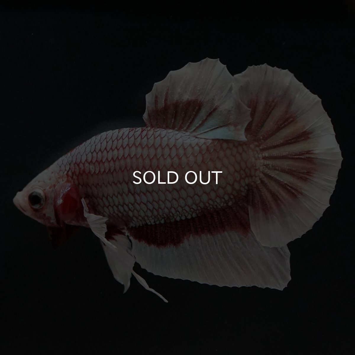 画像7: HMPK ラベンダーバタフライ (7)