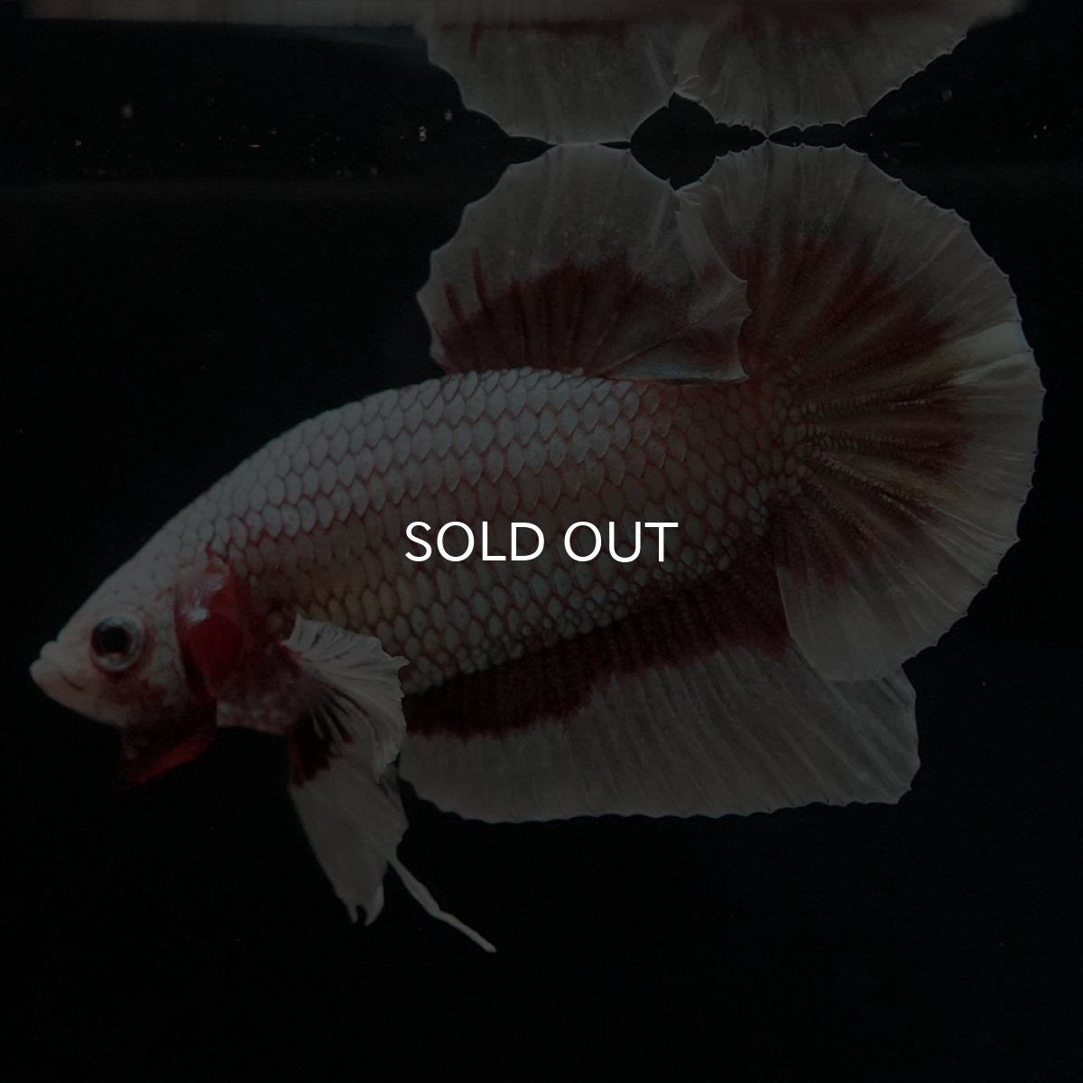 画像4: HMPK ラベンダーバタフライ (4)