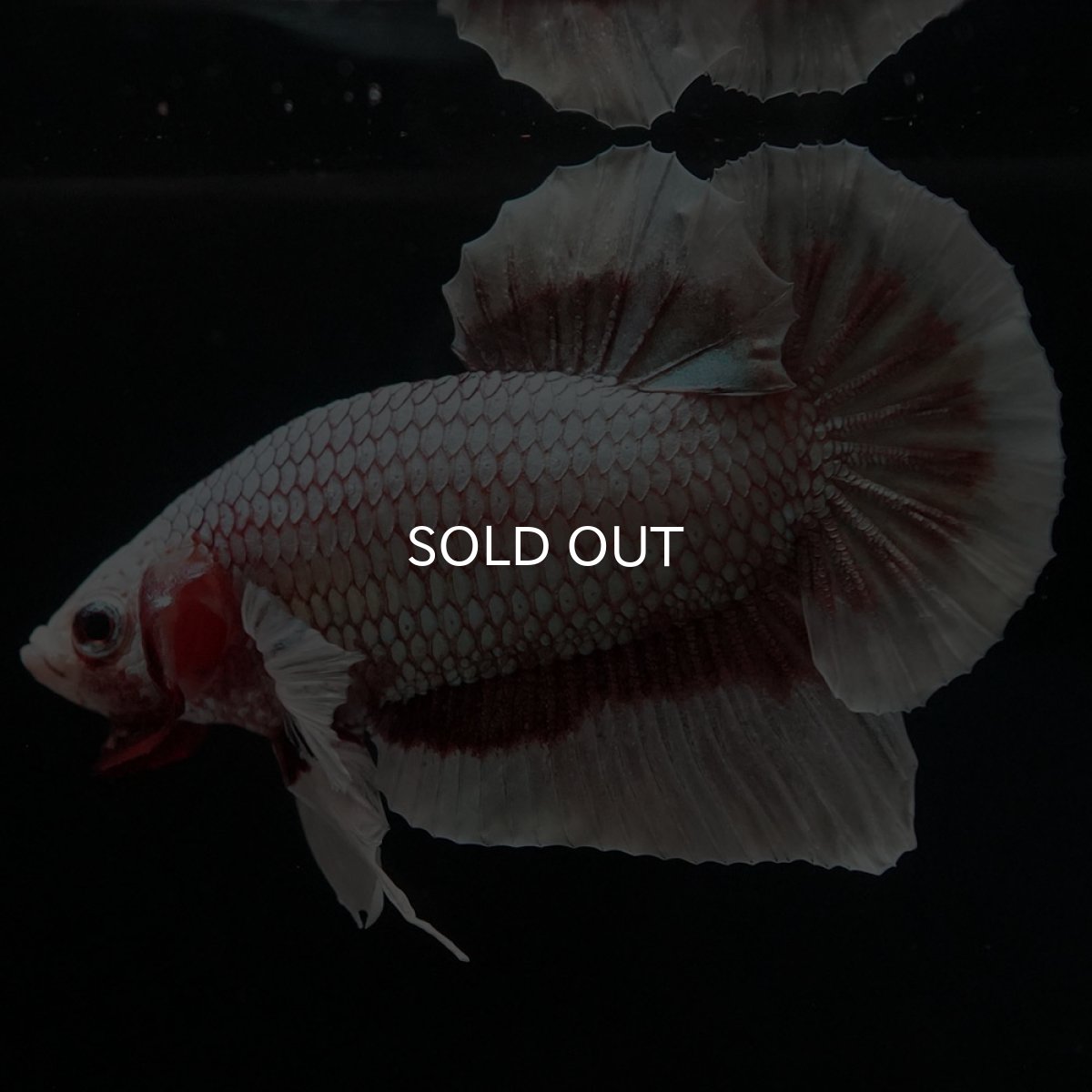 画像2: HMPK ラベンダーバタフライ (2)