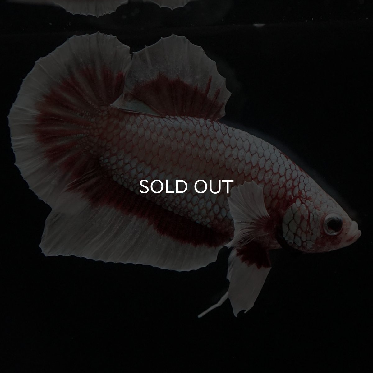 画像5: HMPK ラベンダーバタフライ (5)