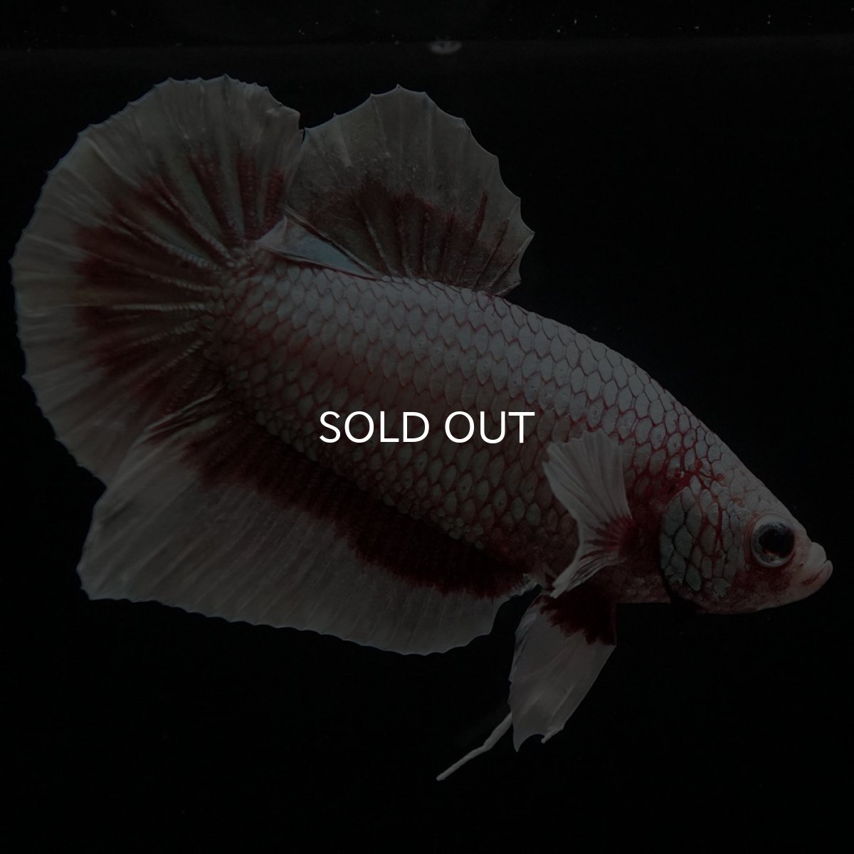 画像3: HMPK ラベンダーバタフライ (3)