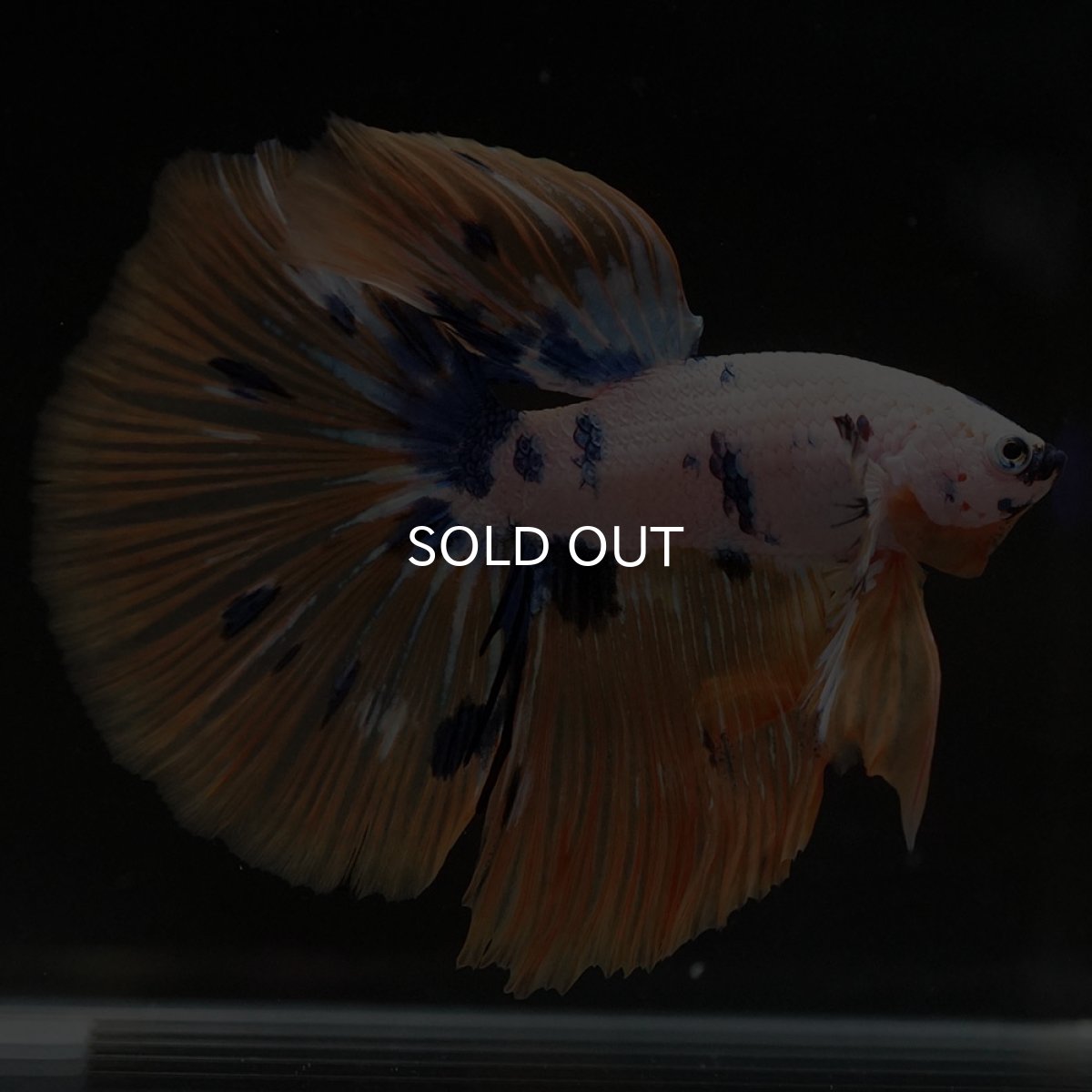 画像12: HM ホワイトファンシー (12)