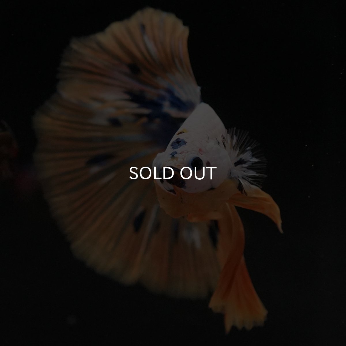 画像3: HM ホワイトファンシー (3)