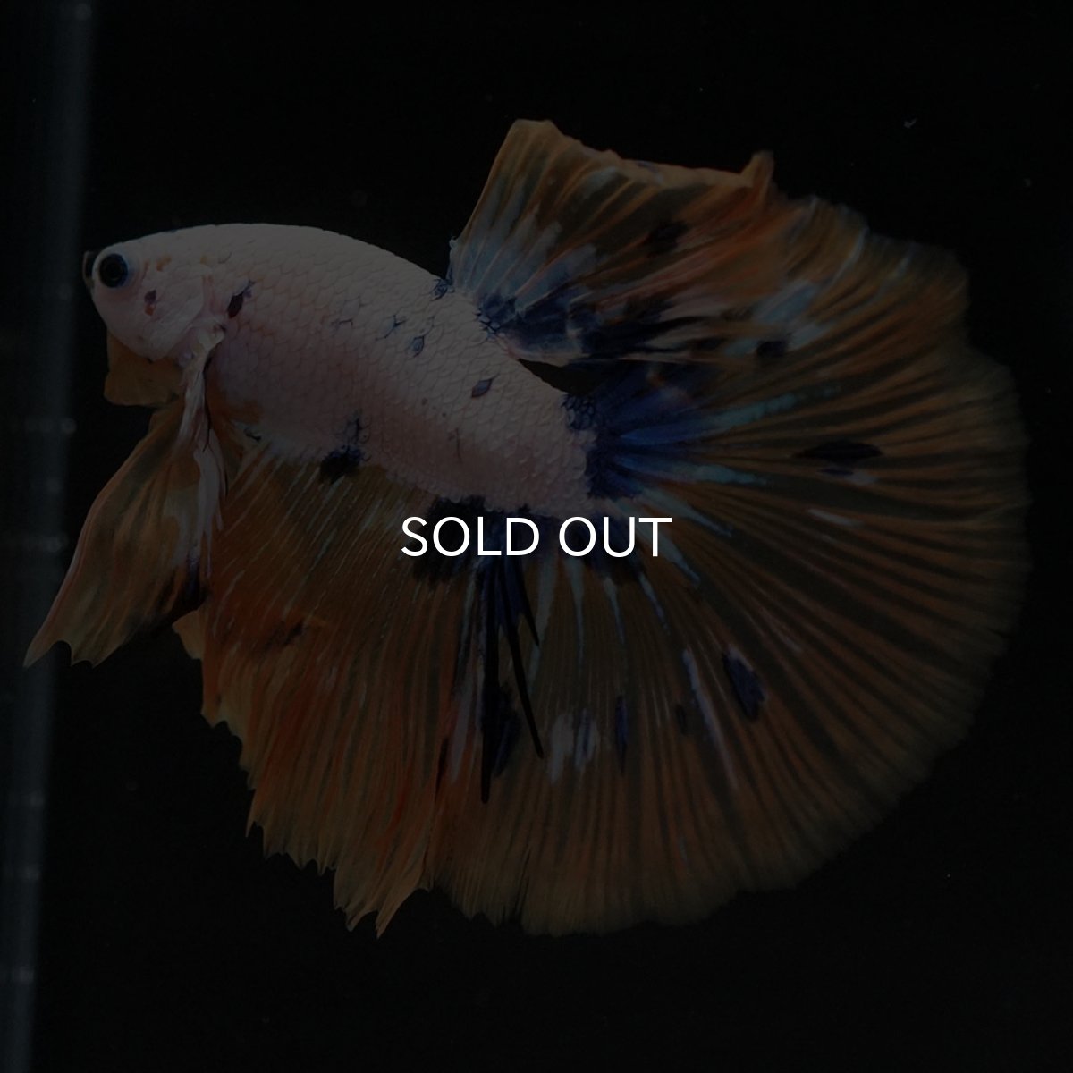 画像11: HM ホワイトファンシー (11)