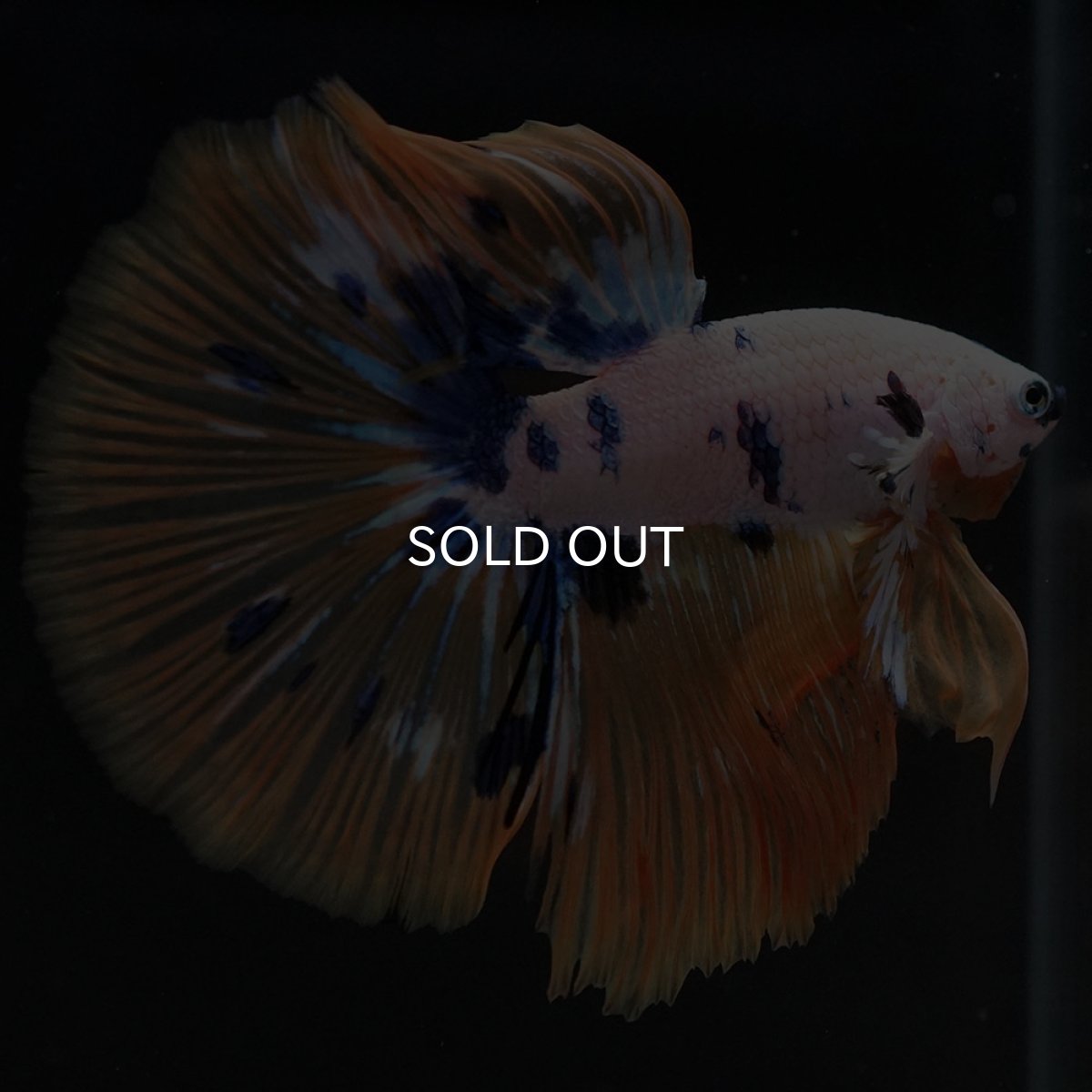 画像10: HM ホワイトファンシー (10)