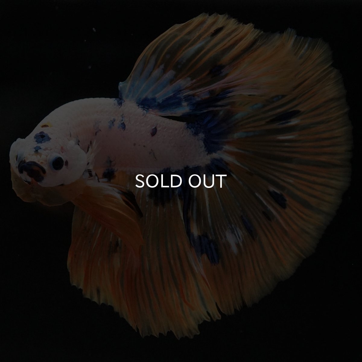 画像9: HM ホワイトファンシー (9)