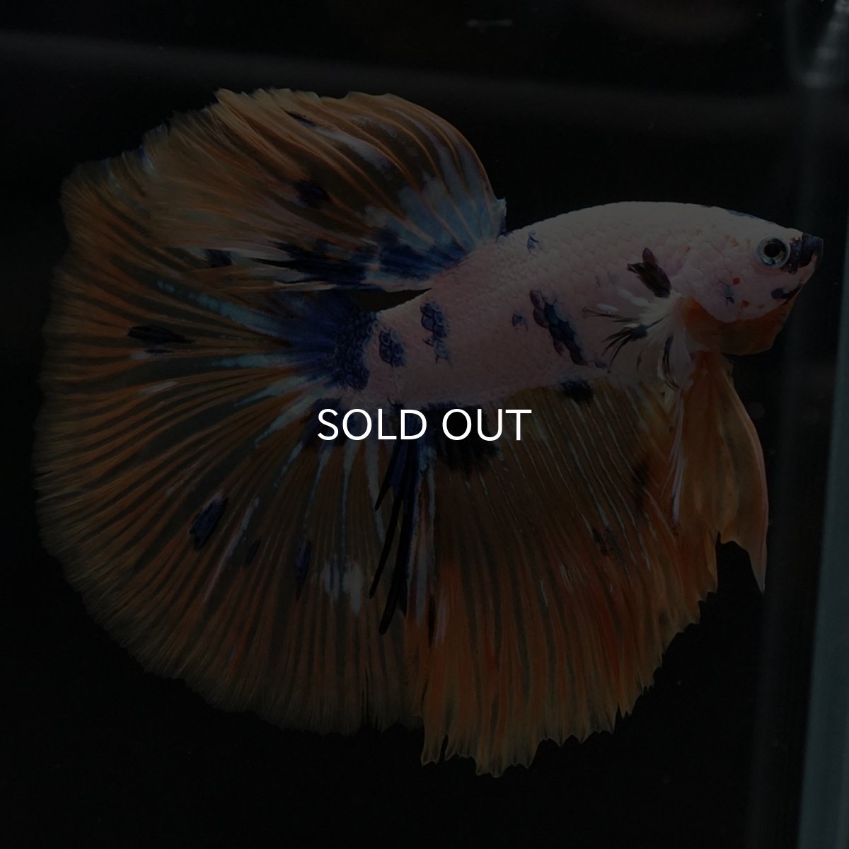 画像6: HM ホワイトファンシー (6)