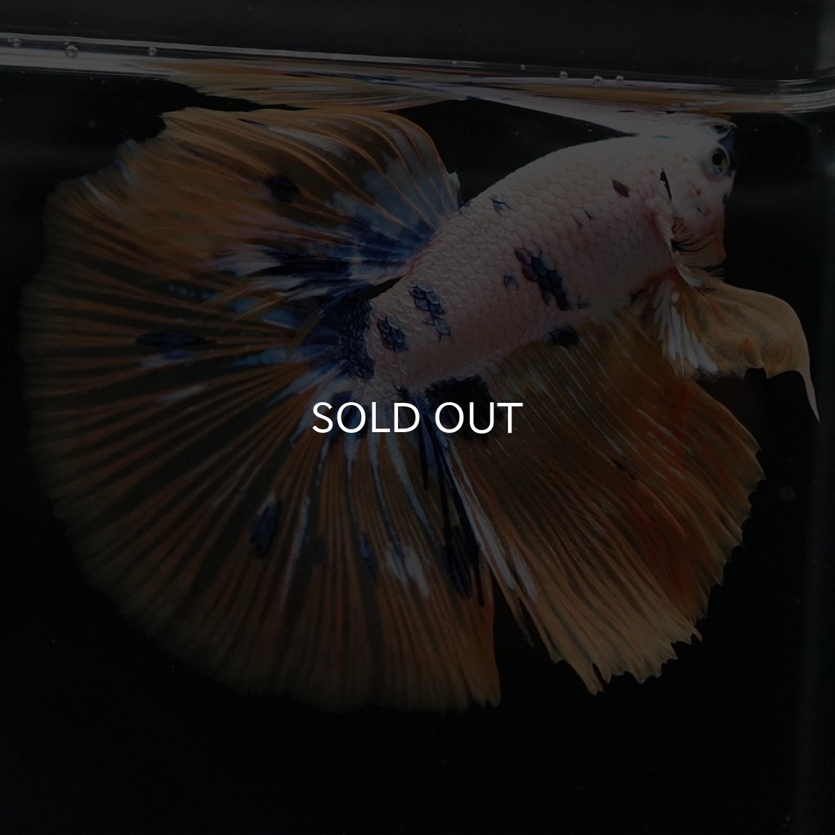 画像8: HM ホワイトファンシー (8)