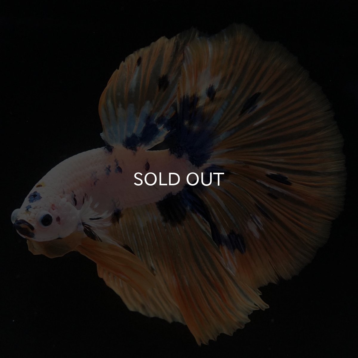 画像7: HM ホワイトファンシー (7)