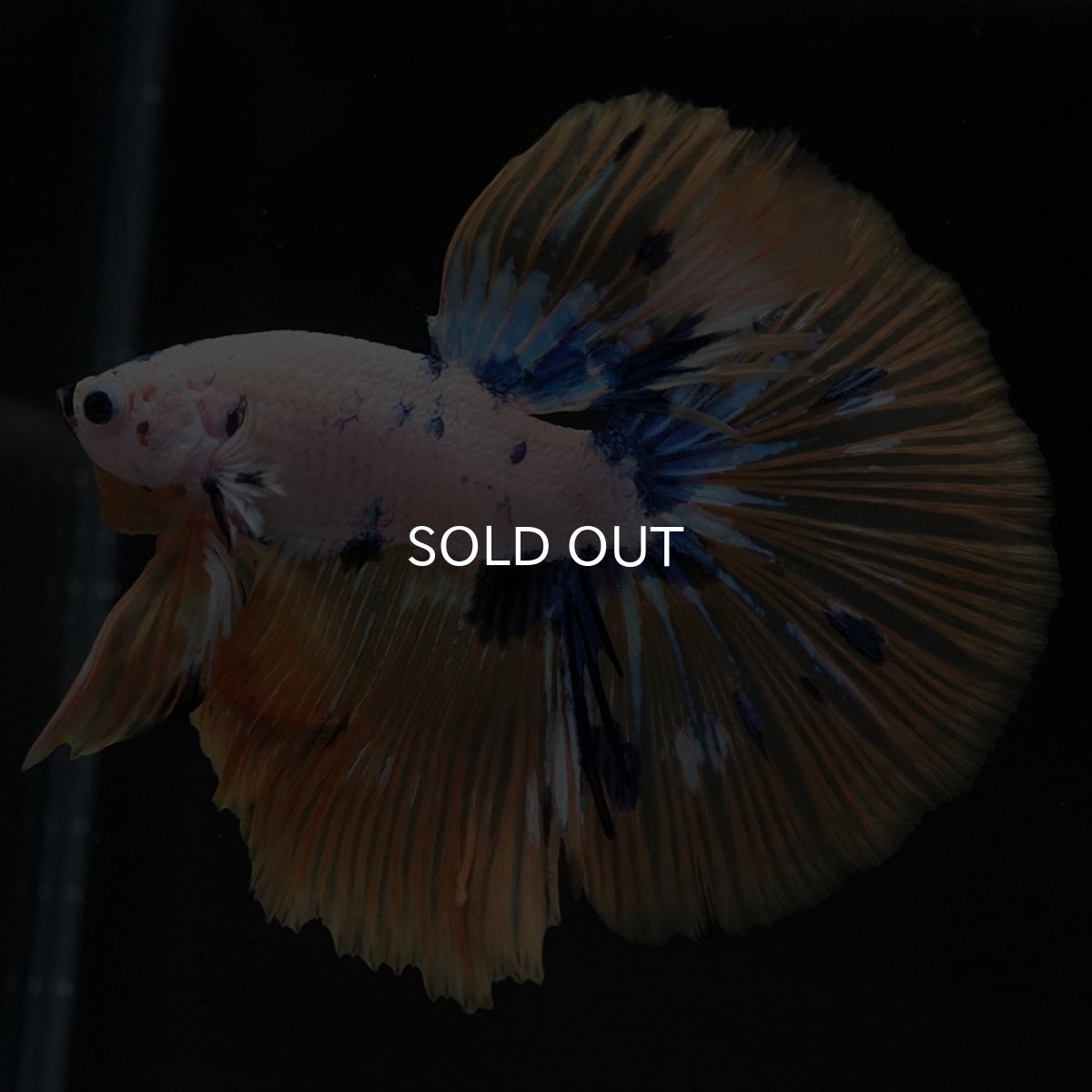 画像5: HM ホワイトファンシー (5)