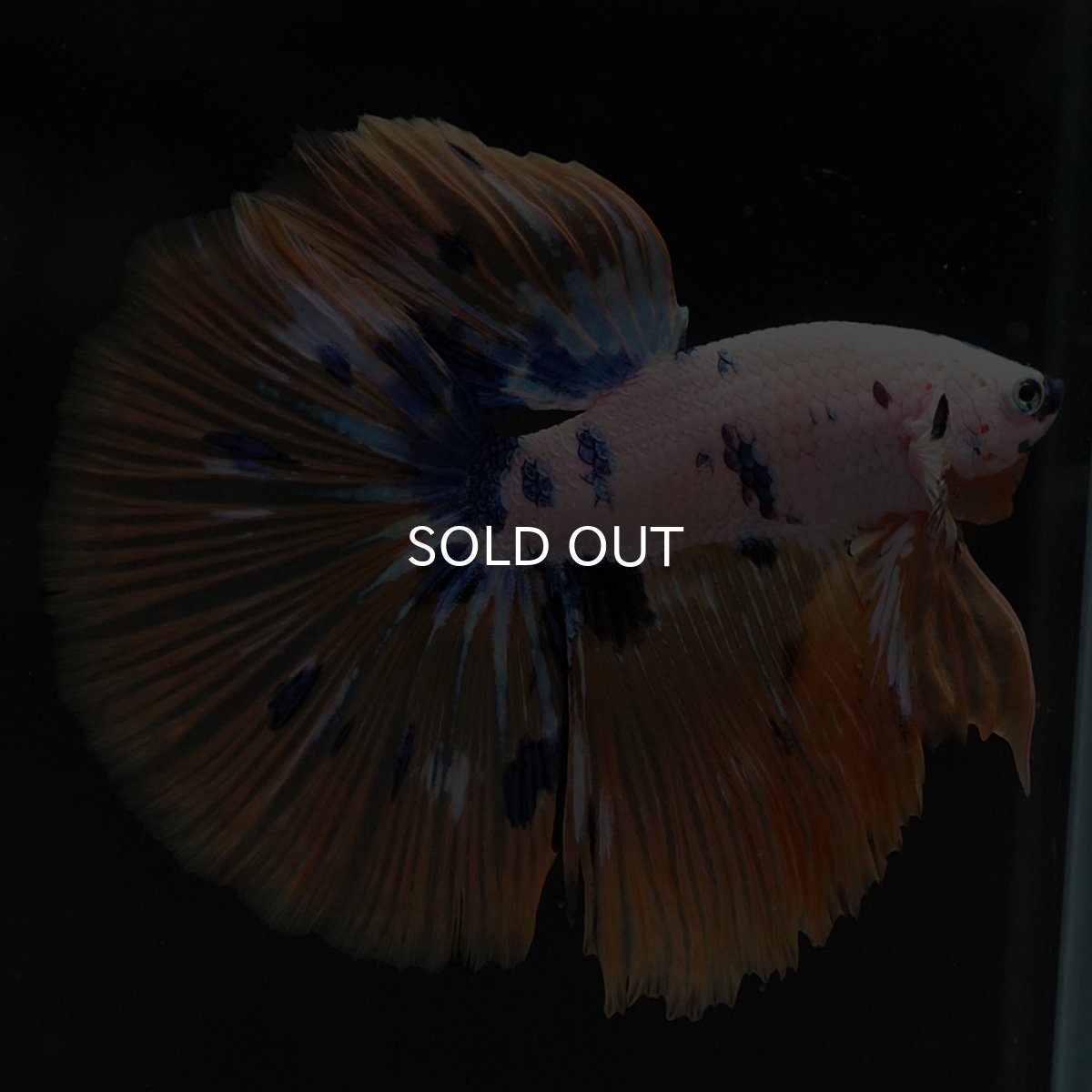 画像4: HM ホワイトファンシー (4)