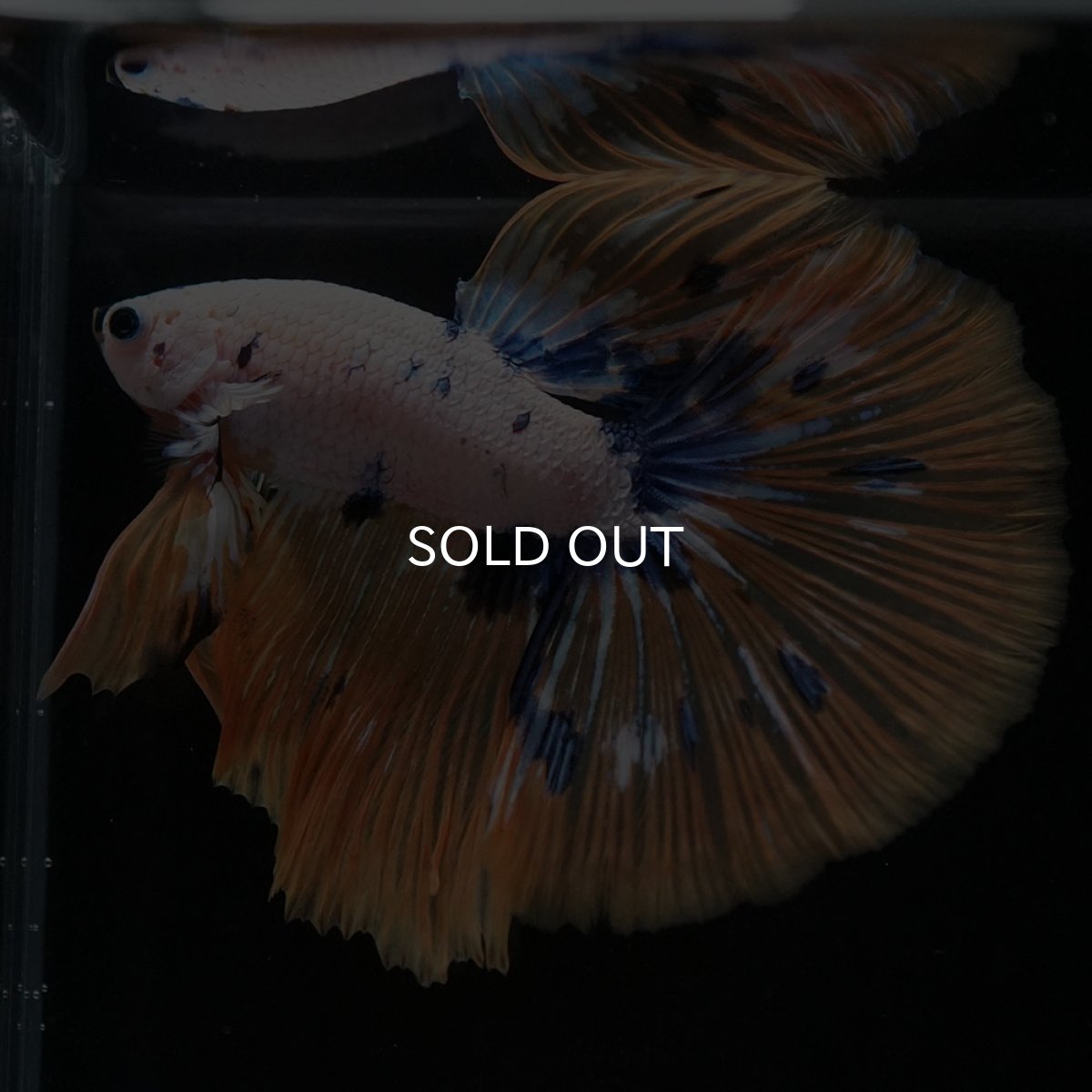 画像2: HM ホワイトファンシー (2)