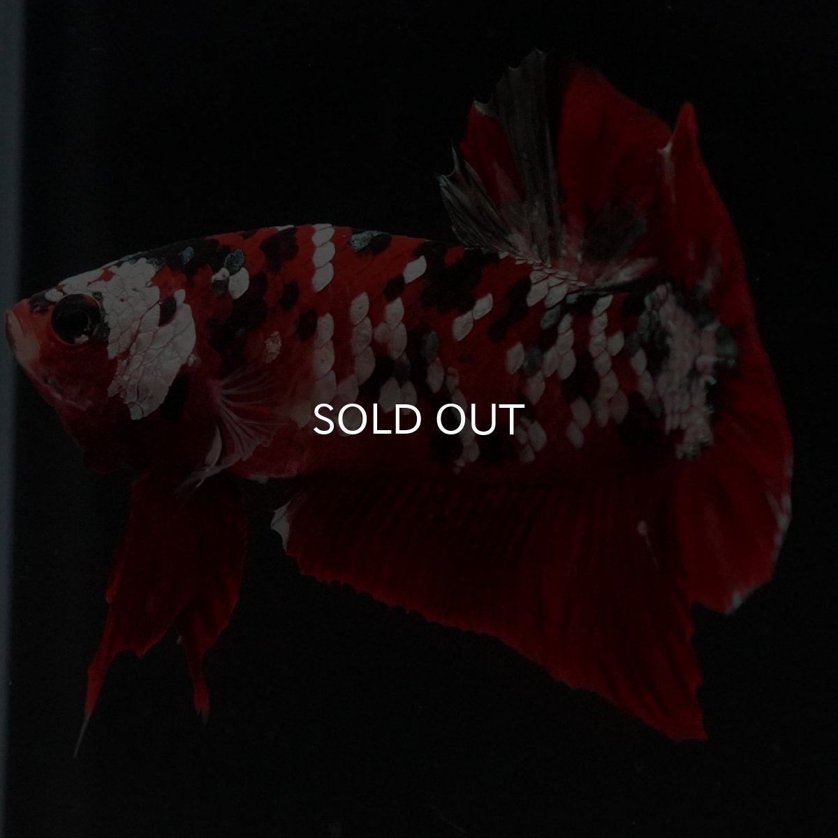 画像12: HMPK 鯉カッパーギャラクシー (12)